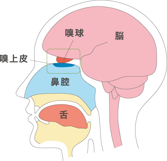 脳の構造図