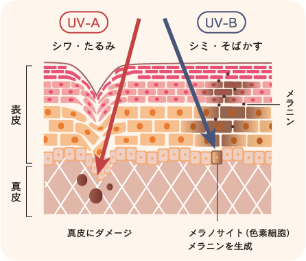 UV-A UV-B