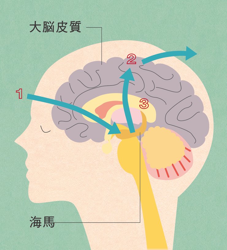 脳の断面イラスト。情報は1.海馬に入り、2.大脳皮質に送られ、3.必要なときに取り出される