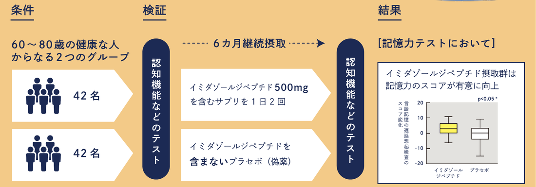 臨床試験の概要図。60～80歳の健康な人42名ずつの2グループが、イミダゾールジペプチド500mgを含むサプリまたはプラセボを6カ月継続摂取。摂取群は記憶力のスコアが有意に向上